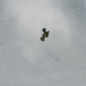 Art, Life & Other Things: Transient States