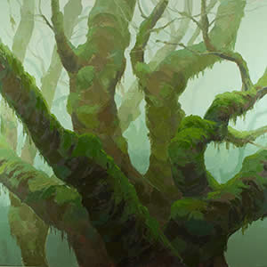 Somewhere in the Tarkine