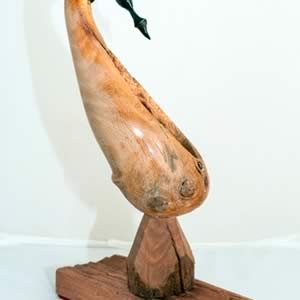 Macropus rufogriseus (self deprecating)